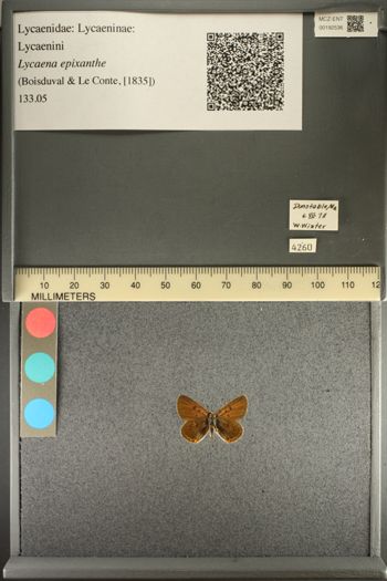 Media type: image;   Entomology 192536